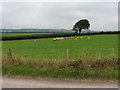 Sheep pasture, Haynes Down Farm