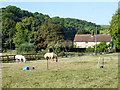 Horses, Home Farm