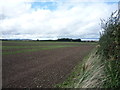 Young crop field, Redden