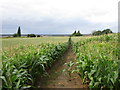 Footpath through a field of maize