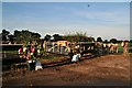 Can you eat them? Cows survey the flowers at the entrance to the dressage competition field at Caistor Equestrian Centre