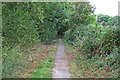 Looking to Raydon Great Wood, Hadleigh Railway Walk