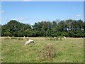 Sheep near Lock