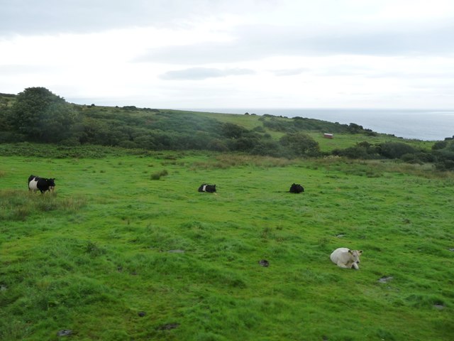 Cattle, east of Ballamooar Farm