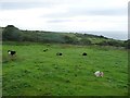 SC4584 : Cattle, east of Ballamooar Farm by Christine Johnstone