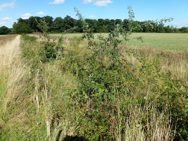 Field boundary and Crimplesham Wood in Norfolk