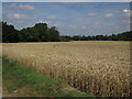 Wheat field by Reach Road