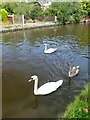 A family of swans on the Trent & Mersey Canal