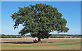 Oak tree, as marked on the map, Colne Engaine