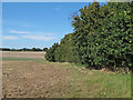 Footpath on field boundary near Nightingales Farm, Colne Engaine