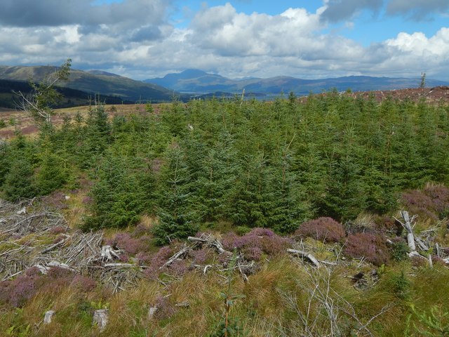 Replanted forestry land