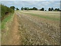 Harvested oilseed rape field