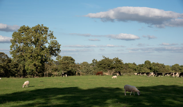 Sheep and cattle in field