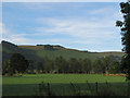 Poplars around Sewage Farm in Hope Valley