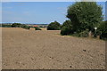 East Mersea Farmland