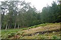 Woodland, north side of Glen Lyon