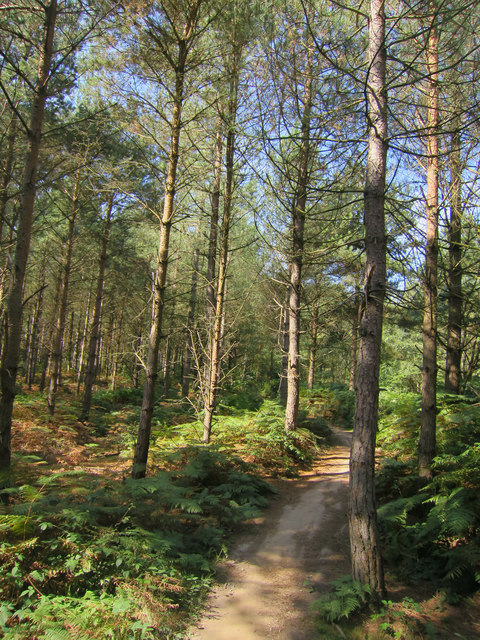 Red Route, Bedgebury Forest