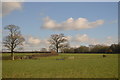 Farmland by Strap Lane