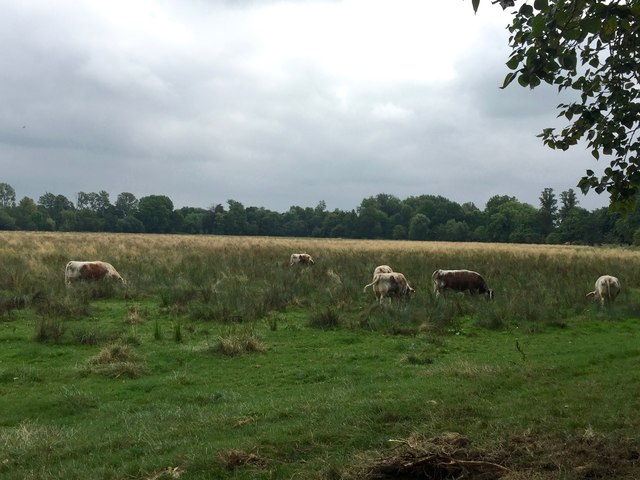 Oxford: English longhorn cattle on Christ Church Meadow