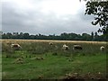 SP5105 : Oxford: English longhorn cattle on Christ Church Meadow by Jonathan Hutchins
