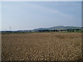 Growing crops at Inveraldie