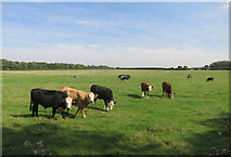 SP8611 : Pasture at Bye Green by Des Blenkinsopp