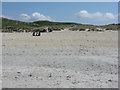 NB0600 : Sand dunes at Tràigh Rosamol by M J Richardson
