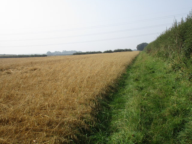 Bridleway and field of oats