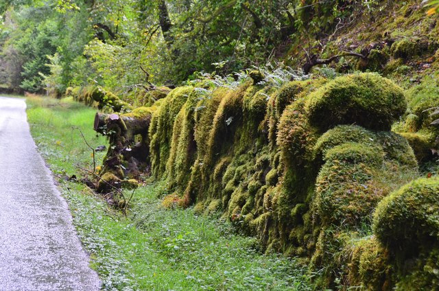 A thick layer of moss, Mile Dorcha