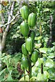 Unripe seedhead of the Giant Himalayan Lily (Cardiocrinum giganteum)