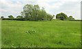 Field east of Todber Manor Fisheries