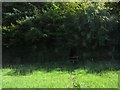 Footpath into Gribb Plantation, near Thorncombe