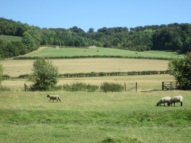 Grazing sheep near Mill End