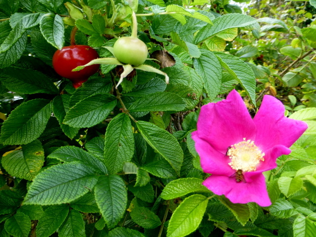 Rose hips and blossoms, Botera Lower © Kenneth Allen cc-by-sa/2.0 ...