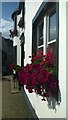 Window-box, Melrose High Street