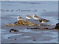 NJ2170 : Three Sanderlings and a Turnstone by Oliver Dixon