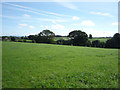 Grazing, Moorthwaite