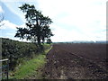 Field and hedgerow