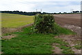 Fields and hedge beside Enmill Lane