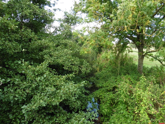 Overgrown River Parrett