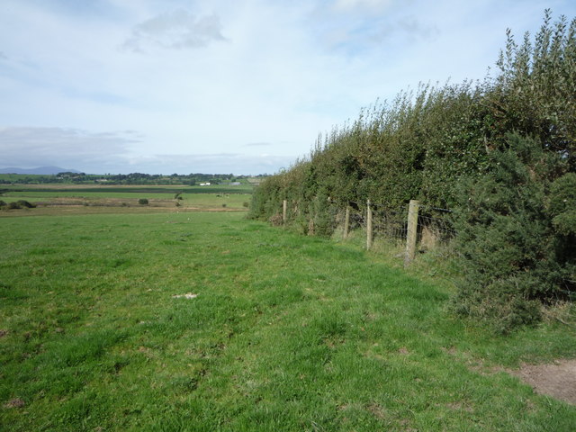 Field and hedgerow, Greenah 