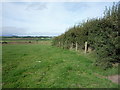 Field and hedgerow, Greenah 