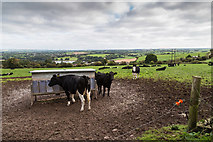 W4570 : Cattle in a field by David P Howard