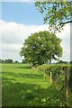 Field boundary near Lymburghs Farm