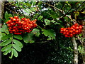 Rowan tree berries, Cavanacaw