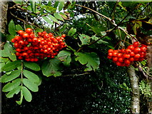 H4170 : Rowan tree berries, Cavanacaw by Kenneth  Allen