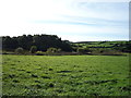 Grazing west of the B5301, Aspatria