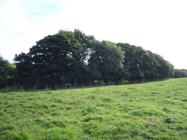 Grazing and woodland, Yearngill 