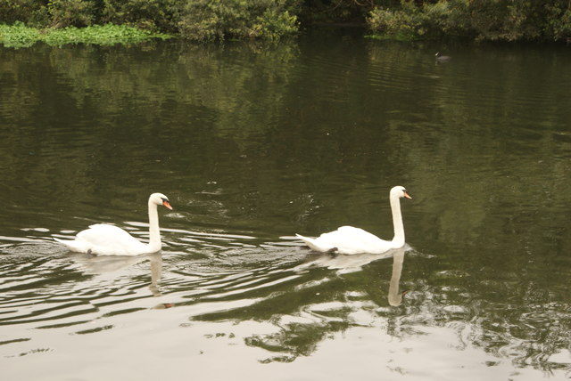 View of a pair of swans on the River Lea
