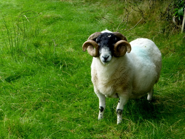 Ram with curly horns, Mullaghbane © Kenneth Allen cc-by-sa/2.0 ...